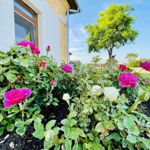 Ámor Akác Vendégház Poroszló 