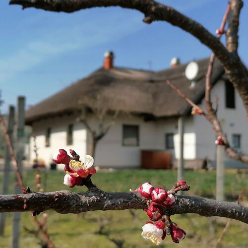 Angelic Cottage Vendégház Sukoró 
