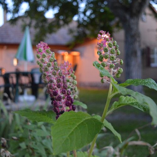 Arany Vendégház Zamárdi 