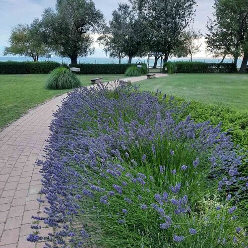 Aranykuckó Apartman Siófok 