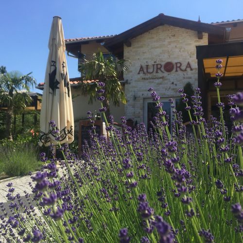 Regina Partyhouse Szigetszentmiklós 