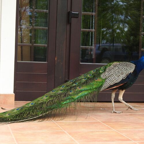 Sweet Home Apartments Hévíz 