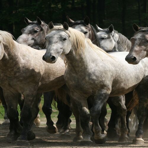 Csipkéskúti Lovas Vendégház Miskolc 
