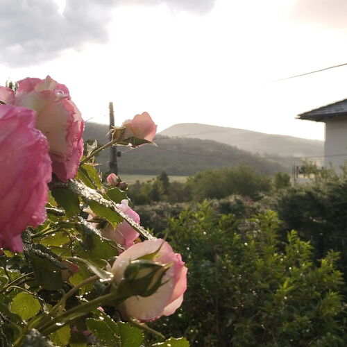 Csobánka Vendégház Csobánka 