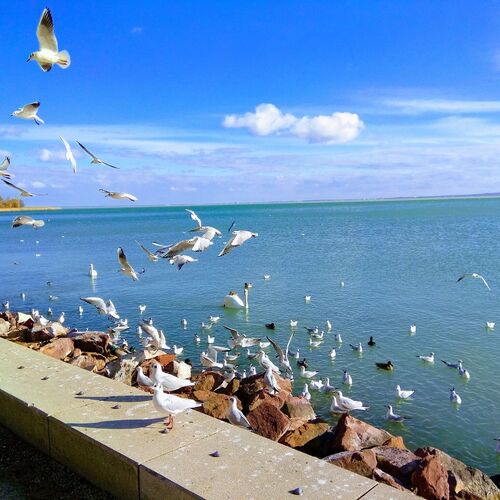 Diófa Lak Balatonalmádi 