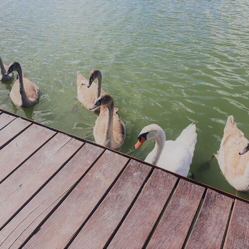 Duna Beach Nyaraló Dömsöd 