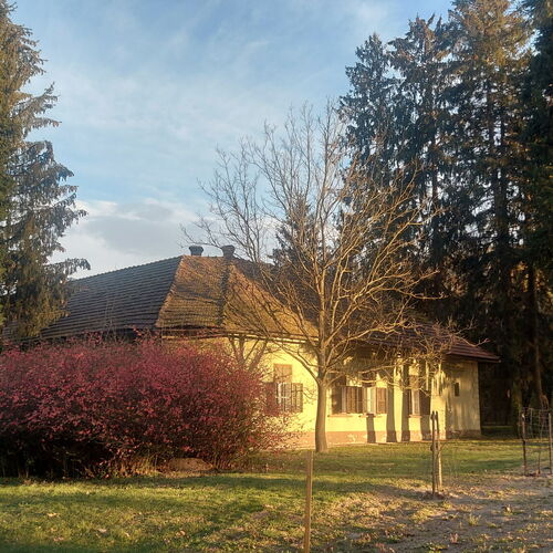 Erdei Tündérlak Somogysimonyi 