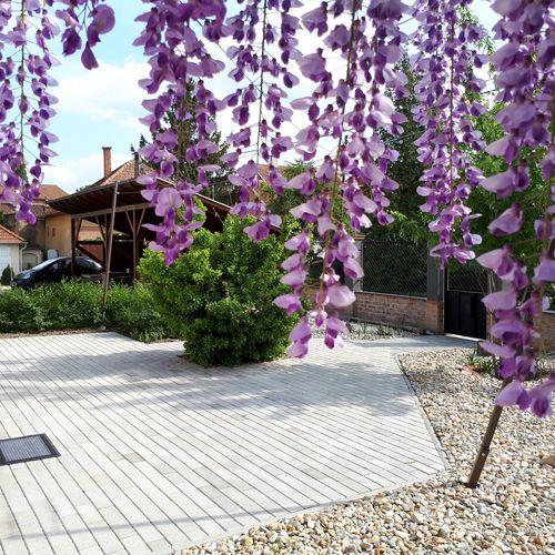 Erzsébet Apartman Gyula 