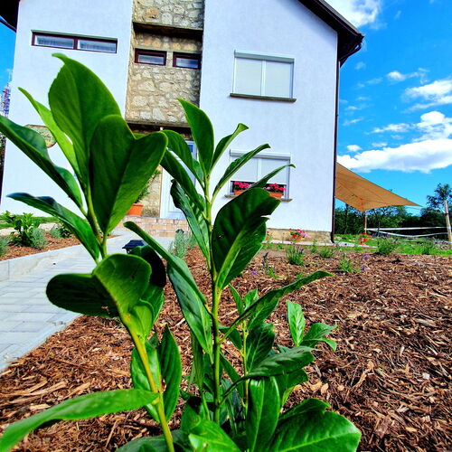 Fehér Akác Vendégház Fenyőfő 