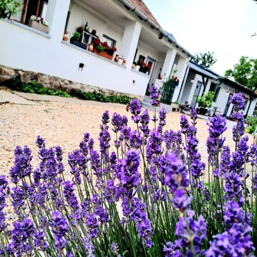 Gera Apartman Velence 