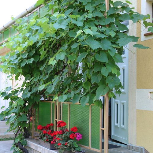 Villa Violin Apartman Balatonfenyves 