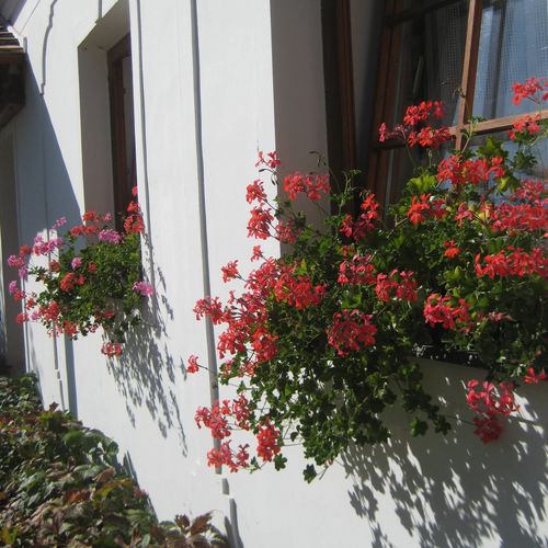 Harangláb Vendégház Magyarpolány 