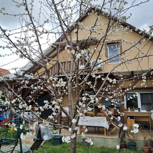 Takács Pince Apartman Hajós 