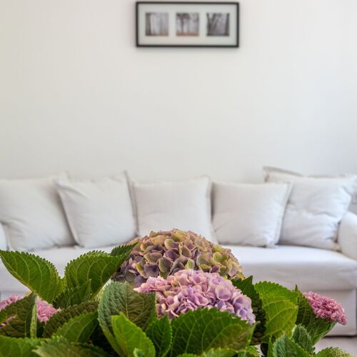 Hortenzia Vendégház Mór 