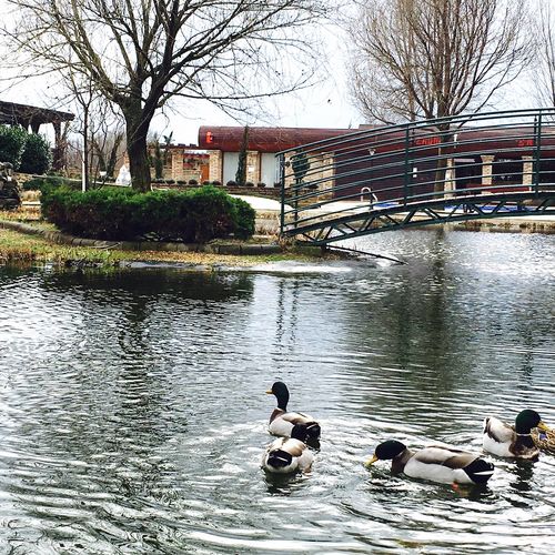 Vadrózsa Vendégház Kishuta 