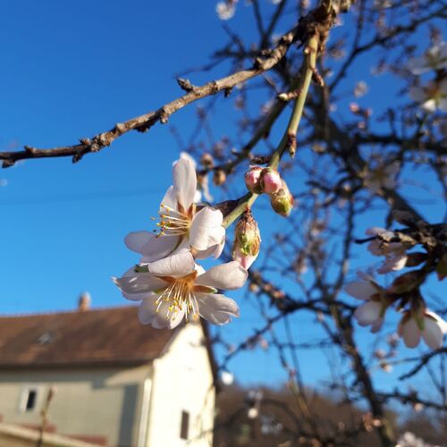 Kéknefelejcs Vendégház Tapolca-Diszel 