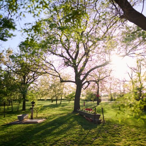 Kőris Tanya Vendégház Hódmezővásárhely 3 Kőris Tanya Vendégház Hódmezővásárhely