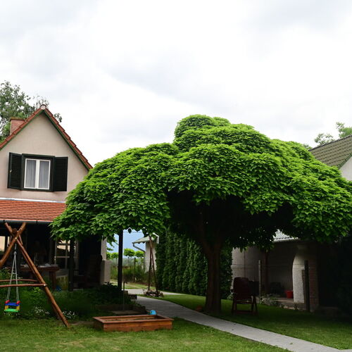 Körös Körül Vendégház Öcsöd 