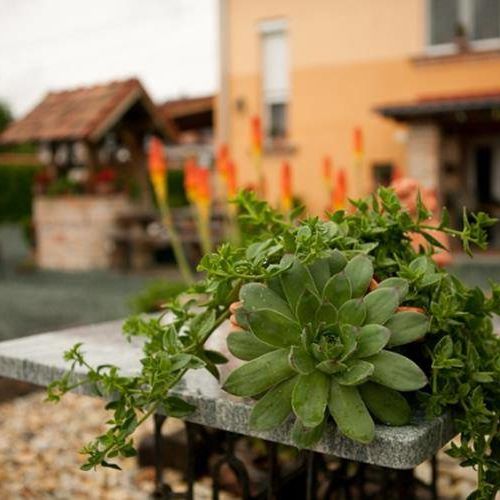 Áfonya Vendégház Őriszentpéter 