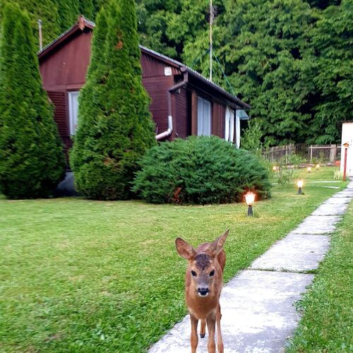 Liget-lak Vendégház Szokolya 