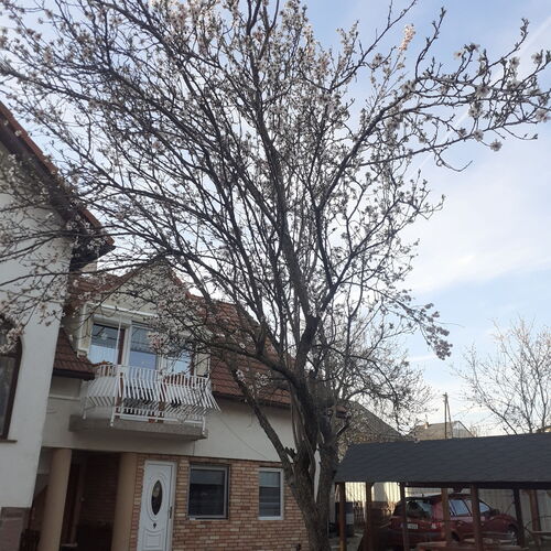 Trend Deluxe Siófok 