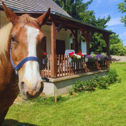 Minor Major Vendégház Somogyacsa 