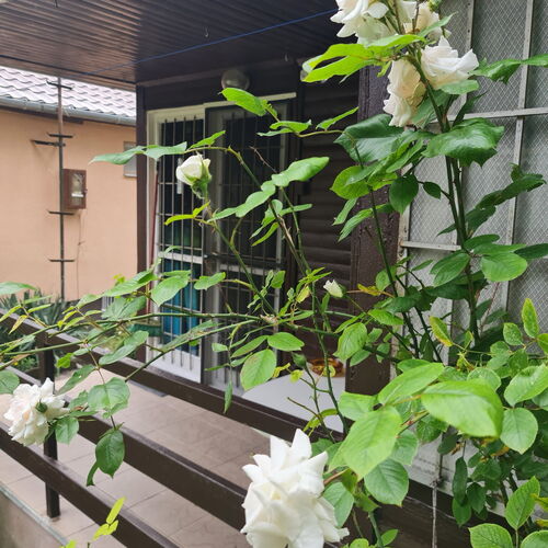 Nébel Vendégház Komárom 2 Nébel Vendégház Komárom