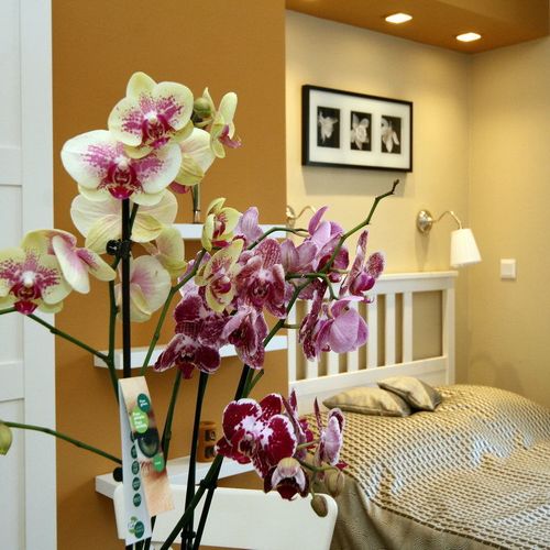 Orchidea Apartman Eger 