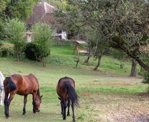 Őrségi Fecskefészek Vendégház Őriszentpéter 