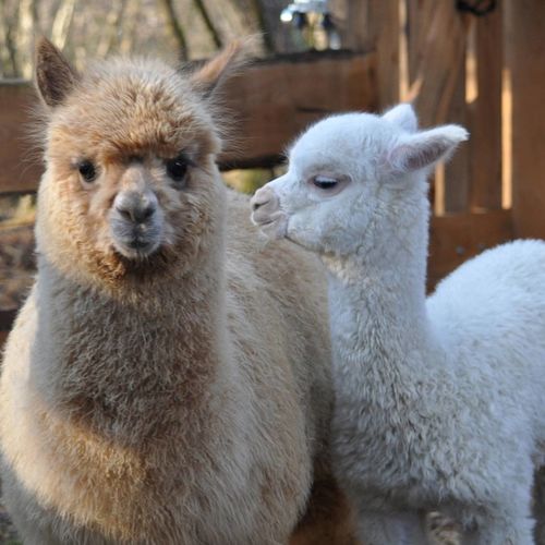 Őrségi Patakparti Alpaka Panzió Kisrákos 2 Őrségi Patakparti Alpaka Panzió Kisrákos