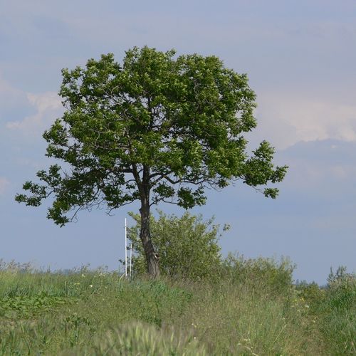 Körös Körül Vendégház Öcsöd 