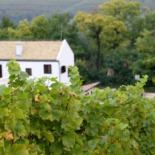 Rókusfalvy Birtok Vendégház Etyek 