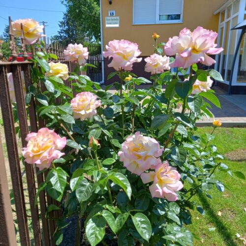 Sólyom Apartmanház Nyíregyháza 1 Sólyom Apartmanház Nyíregyháza