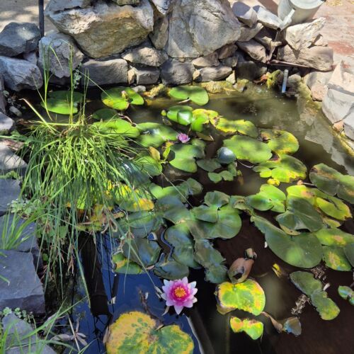 Tavirózsa Vendégház Szentes 