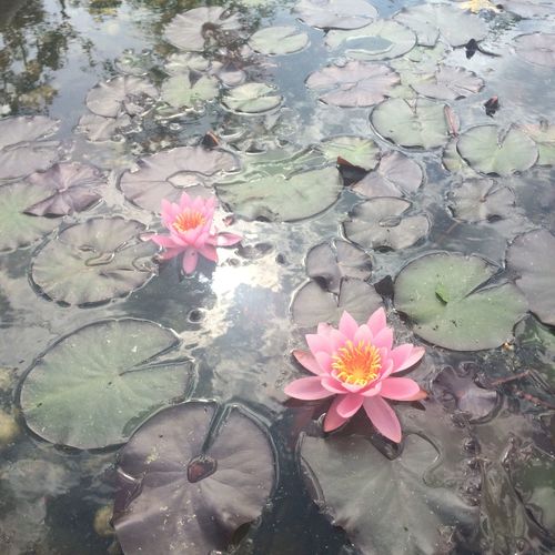 Bambusz Apartmanház Balatonfűzfő 