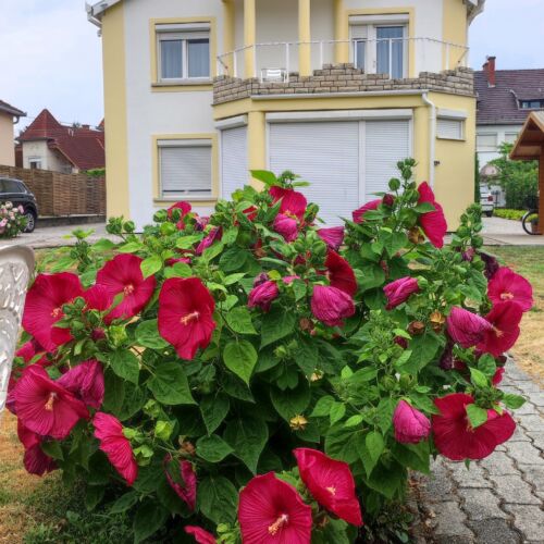 Villa Vanília Keszthely 